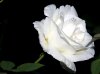 Rose blanche  rosa.jpg