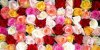 ROSES TOUTES COULEURS.jpg