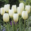 tulipe-simple-tardive-francoise.jpg