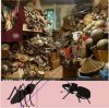 2018-02-19_165728-la fourmi et le scarabee-430020.jpg