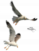 MOUETTES.png