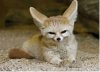 2019-01-08_215113.jpg-fennec-860.jpg