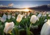 2019-03-03_234049.jpg-tulipe blanche.jpg