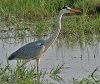 220px-Grey_Heron_(Ardea_cinerea)_in_AP_W_IMG_4038.jpg