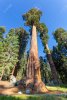 70071735-séquoia-géant-séquoias-avec-le-ciel-bleu.jpg