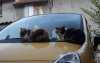 3 chats sur la voiture.jpg