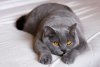 4306-les-plus-belles-races-chats-gris-1.jpg