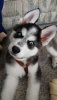 ed6016e60f1d382e031b225045816e11--mini-huskies-funny-faces.jpg