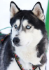 husky-siberien1.png