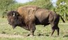 bison-us-male-web.jpg