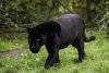 Panthere-noire-10-choses-a-savoir.jpg