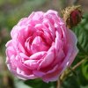 rosa-centifolia-muscosa.jpg