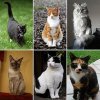 290px-Collage_of_Six_Cats-02.jpg
