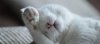 pourquoi-mon-chat-se-couvre-t-il-les-yeux-quand-il-dort-photo-pixabay_2470449.jpg