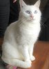 le-chat-blanc-est-plus-fragile-que-ses-congeneres-de-couleur-photo-gabriel-perfilow-1532007912.jpg