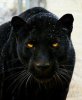 f0f6feab38f3b1e66d17a5346e5fac37--jaguar-animal-black-panthers.jpg