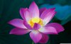 fleur de lotus22.jpg
