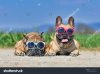 stock-photo-adorable-cute-happy-french-bulldog-dogs-wearing-sunglasses-in-summer-in-front-of-m...jpg