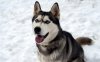 husky-1-105935.jpg