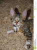 le-chaton-tigré-avec-les-yeux-verts-grandes-oreilles-et-nom-étiquettent-109577874.jpg