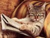 chat-lunettes-26.jpg