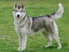 Husky-Sibérien-scaled-scaled.jpeg
