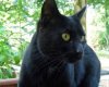 le-chat-noir-legendes-et-superstitions-4371-250x250.jpg
