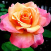 rosa-frenesie-jaune-rose-rosiers-hybrides-de-the-52-798-premium-gold-1.png