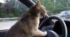 chat-consuire-voiture.jpg
