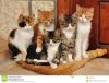 petits-chats-20284533.jpg