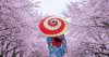 floraison-cerisiers-japon-record_shutterstock_1265891575.jpg