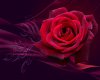 rose rouge 2.jpg