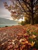 thumb_Le-lac-Annecy-automne-feuilles_mortes.jpeg