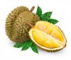 durian-frais-avec-la-feuille-isolée-sur-le-fond-blanc-fruit-de-durian-isolé-sur-le-fond-blanc.jpg