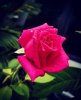 images (6).jpeg