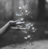 p.gif