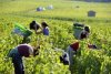 vendanges.jpg