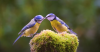 Oiseau 2ccf.JPG.png