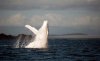 Le chant des baleines....jpg