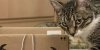 cat-5166338-1280.jpg