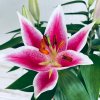 lys-rose-a-planter-plante.jpg