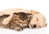 28243665-chiot-golden-retriever-chien-et-britannique-chat-dort-ensemble-isol-sur-fond-blanc.jpg