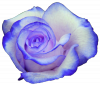 rose bleue.png
