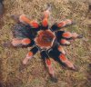 brachypelma_boehmei_femelle.jpg