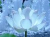 lotus blanc.jpg