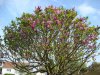 med-quel-est-le-nom-de-ce-bel-arbre-qui-fleurit-chez-moi-au-printemps-visoflora-34936.jpeg