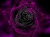 rose violette foncée.jpg