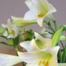 Fleur-de-lys