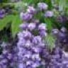 glycine