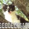 Paaulinee